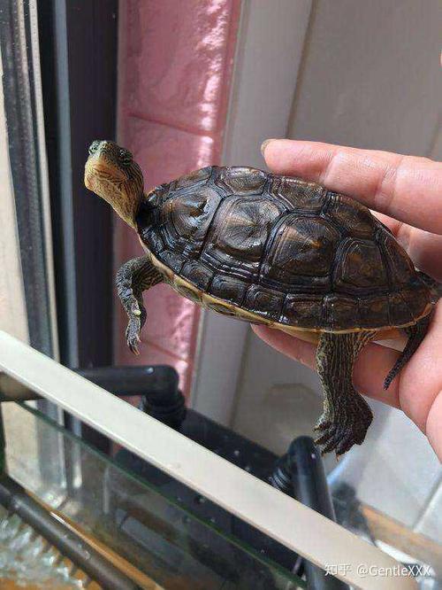 花龟