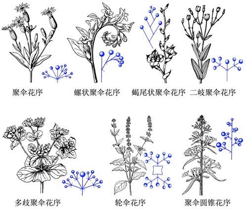 1)单歧聚伞花序: 花轴顶芽首先发育成花,随后在其下形成单一侧轴