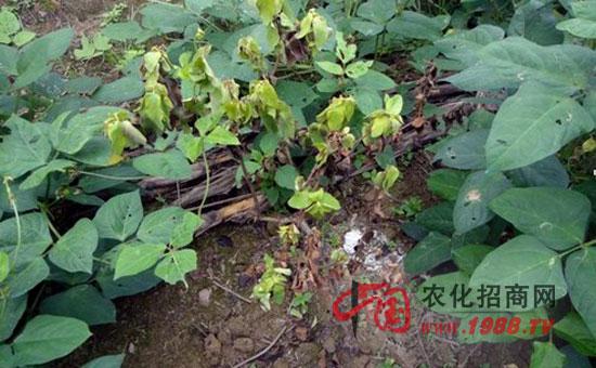 金银花根腐病的发病条件