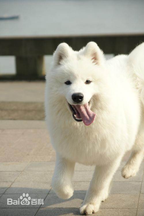 萨摩耶,属大型犬