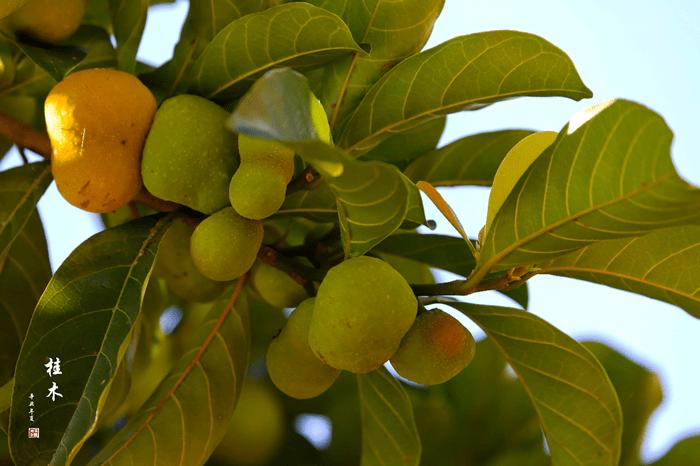 桂木的果实,则是桂木果它们长得很随性每一个果实的形状都不一样不像