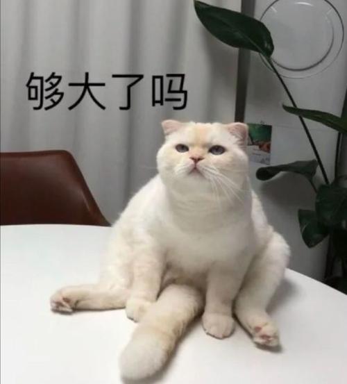 发给对象的可爱猫咪表情包