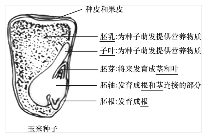 中考生物识图题菜豆和玉米种子的结构示意图