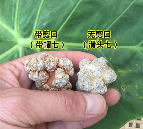 云南文山春三七头子 20头30头三七可免费打粉文山三七