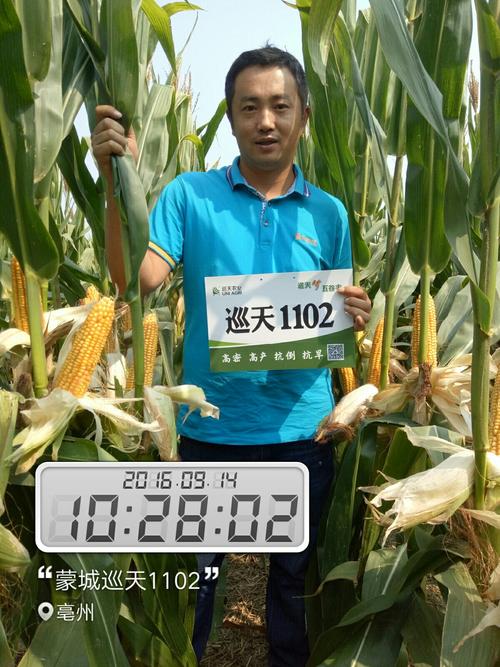 重磅推出黄淮海 东华北 西北三国审玉米新品种 巡天1102为中国玉米