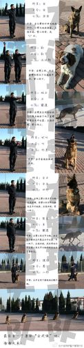 大连刑侦警犬管理大队:  [hi]相信大多数人都知道特警手势了,那,训导