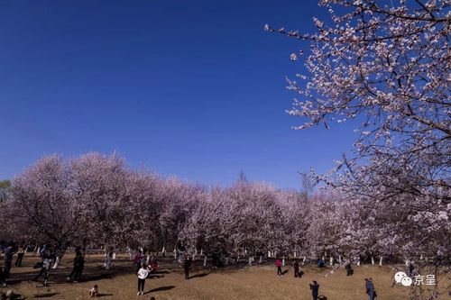 又摘桃花换酒钱   奥森公园北园的山桃,樱花