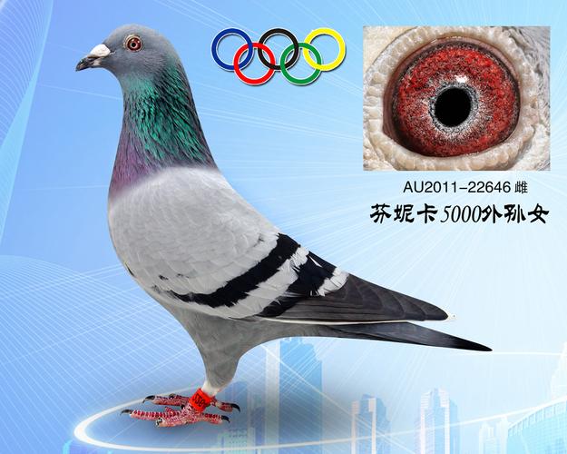 芬妮卡5000孙女_龙辰5000_ag188.com爱鸽商城_中信网