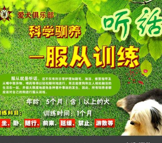 烟台爱犬俱乐部 烟台训犬 宠物训练 宠物寄养