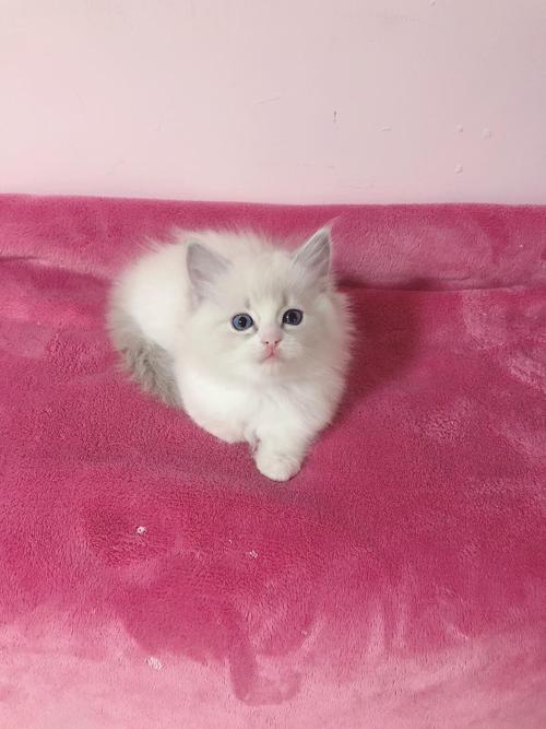 布偶猫 蓝山布偶猫 双色蓝山布偶猫