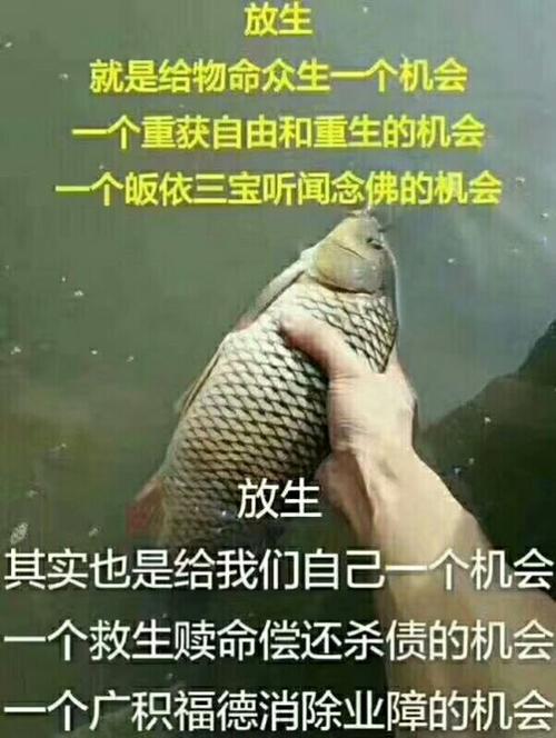 随缘放生,持顿念佛,阿弥陀佛,同生极乐