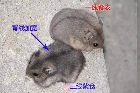 一线和三线仓鼠的区别在哪儿?在这儿,就在这儿