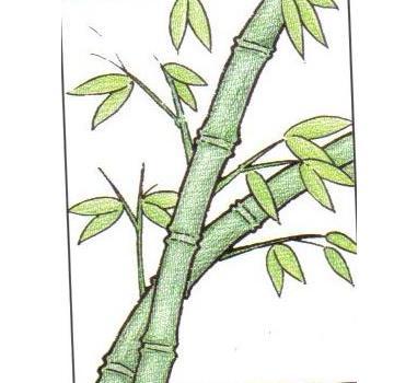 竹子怎么画图片
