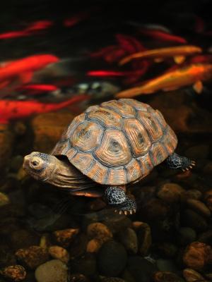 【乌龟模型树脂图片】乌龟模型树脂图片大全_好便宜网