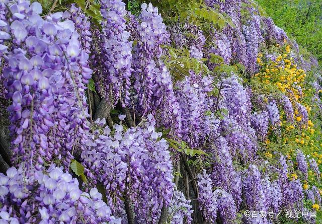 紫藤一般在春天开花,还是紫色或深紫色,十分美丽