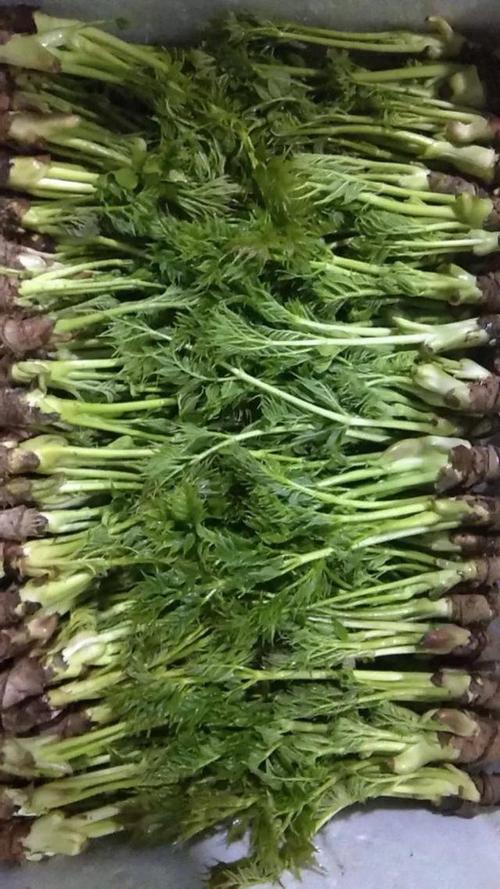 山野菜刺嫩芽