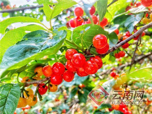 云南富民赤鹫樱桃4月中旬进入最佳采摘期