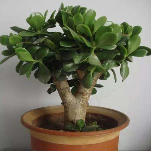 玉树,盆栽,老桩,玉树老桩