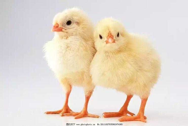 水墨创意画——《小鸡啄米》