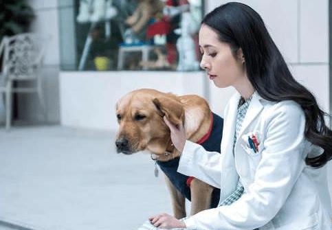 《神犬小七》女主郭碧婷壁纸