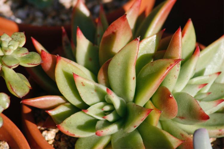 赤星.东云家的娃.三头.