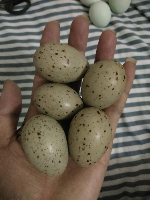 这是什么蛋,别人山上捡的,但绝对不是鹌鹑蛋,比鹌鹑蛋