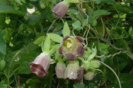 认识这是什么植物吗?藤类