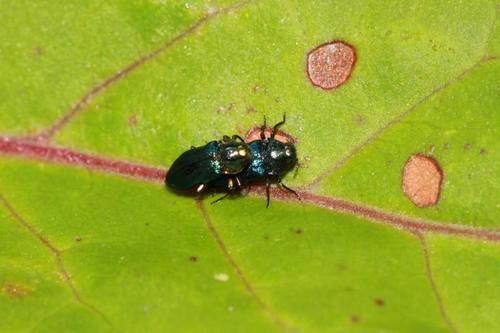 蓬莱细矮吉丁虫meliboeus formosanus obenberger, 1944