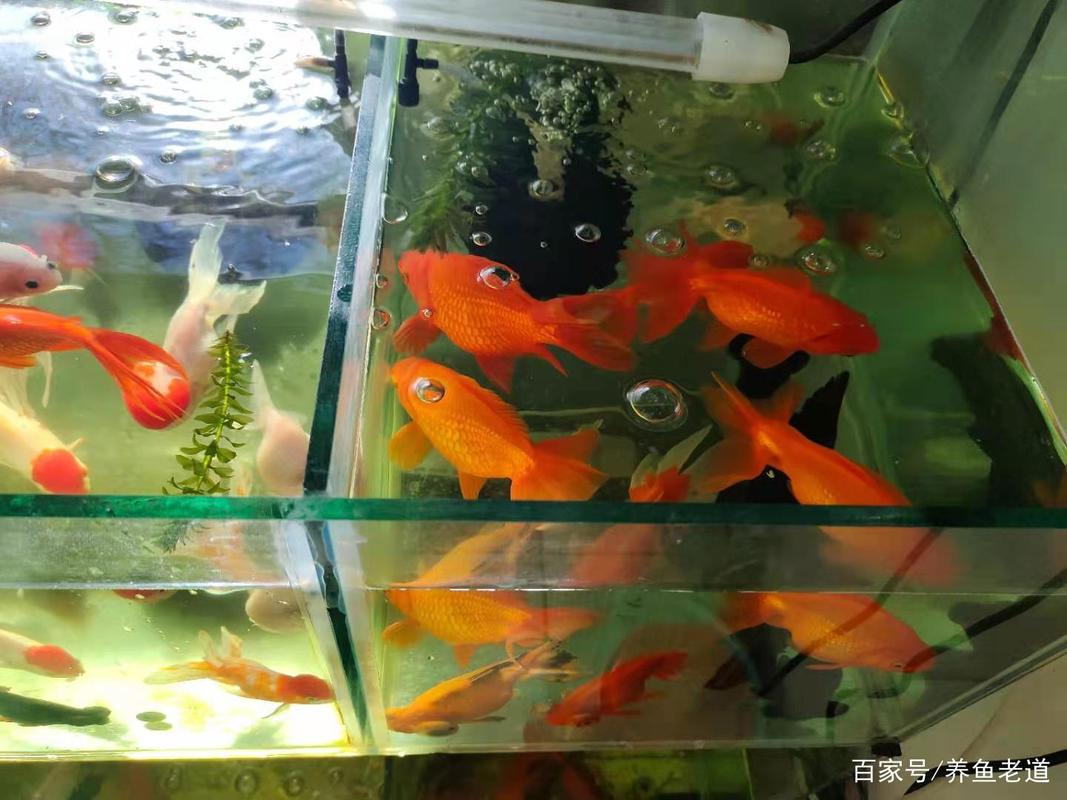 鱼缸水面产生水泡是水质过肥吗,每天早晚两次换水,怎么还有?
