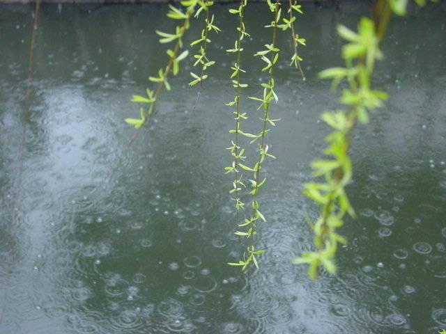 一组唯美春天景色图片蒙蒙细雨柳树柳条已经变绿了