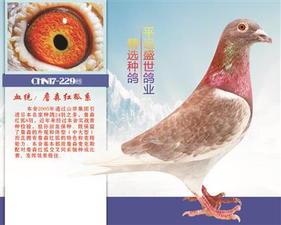 盛世武器,无敌家族558-平远盛世鸽业-中信网爱鸽商城