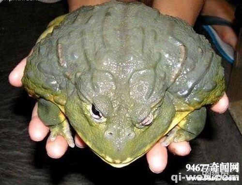 世界第二大蛙非洲牛蛙,捕食蛇老鼠等动物(巨型蛙类)