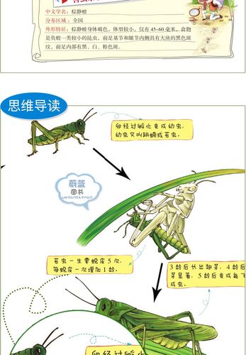 惠典正版[精编正版]法布尔昆虫记第七册螳螂的食物灰蝗虫绿蚱蜢大孔雀
