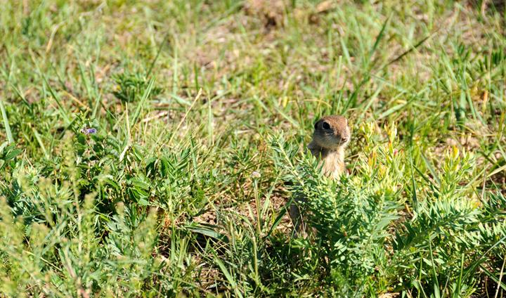 草原鼠