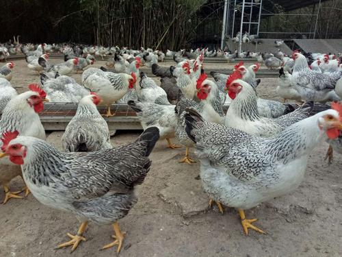 飞天稻花鸡来乌