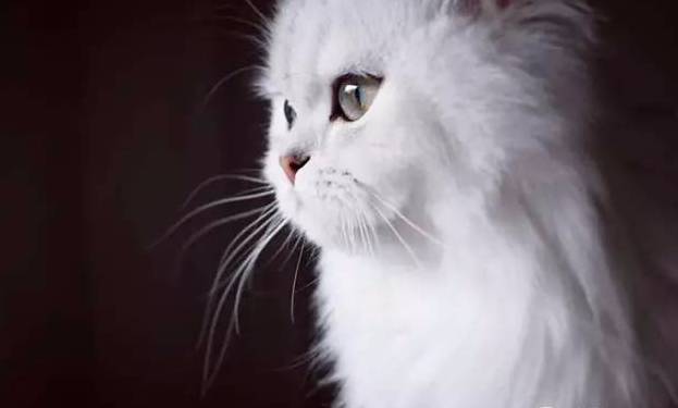 全球29只颜值最高的猫咪!简直萌出新天际!