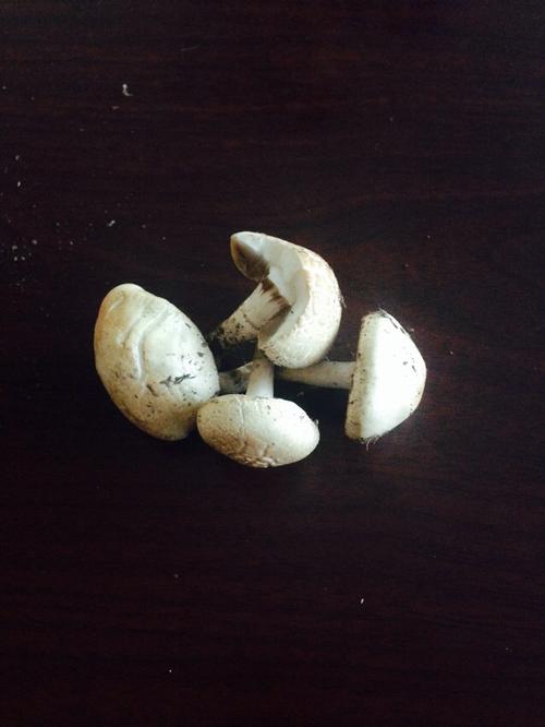 雨后草地里长出这种小白蘑菇,能吃吗?有没有毒?