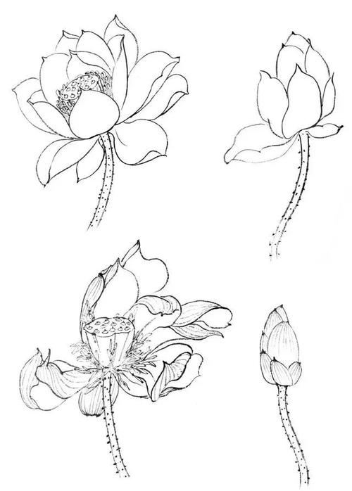 花瓣|花蕊|莲蓬|花朵_网易订阅