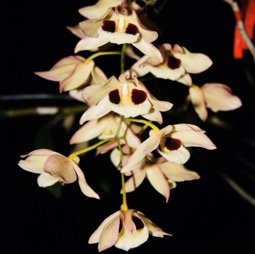 蜻蜓兰花盆栽绿植吊兰洋兰大花石斛