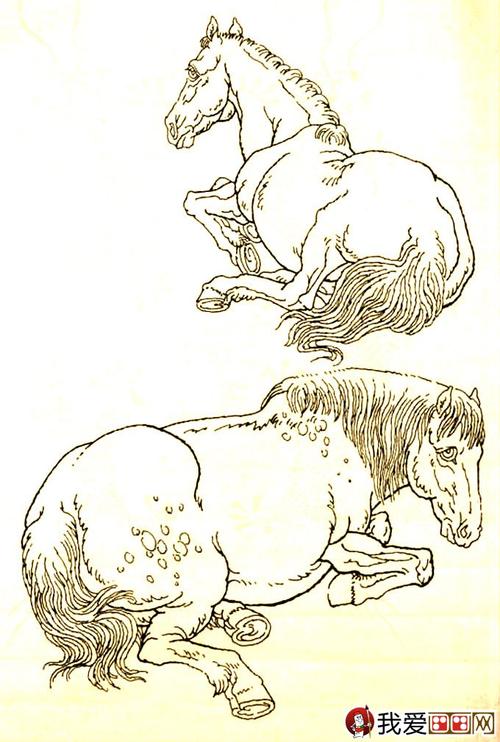 马的素描图片大全马的白描图骏马线描画法大图34副14