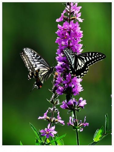两只蝴蝶缠绵在一起 时而相偎相依 时而飘然离去 那依依不舍的情景