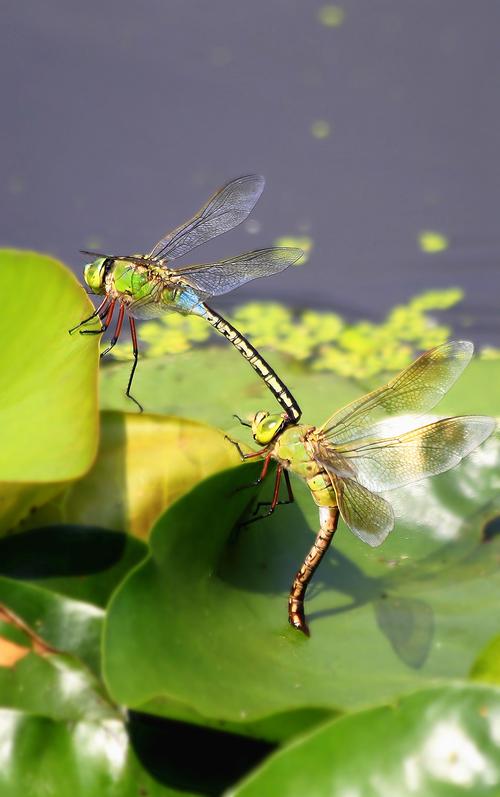 昆虫视角:碧伟蜓