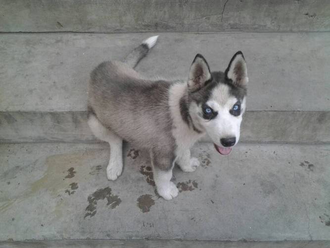 请问哈士奇几个月会叫?