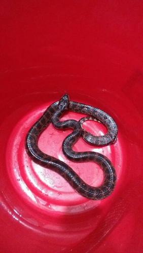 谁能看出来这是什么蛇?