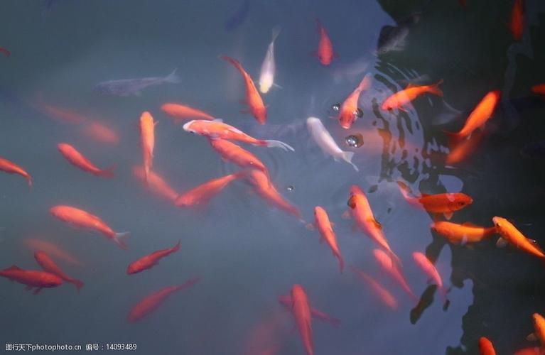 鱼儿水中游图片