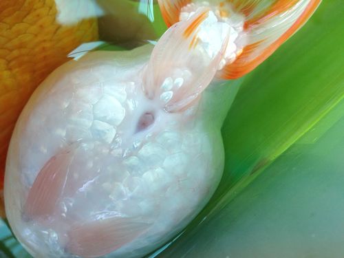 金鱼怎么分别公母 请高手进来看看!