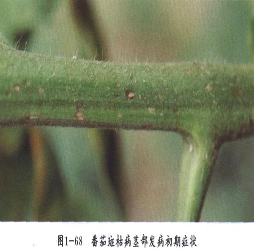 番茄斑枯病
