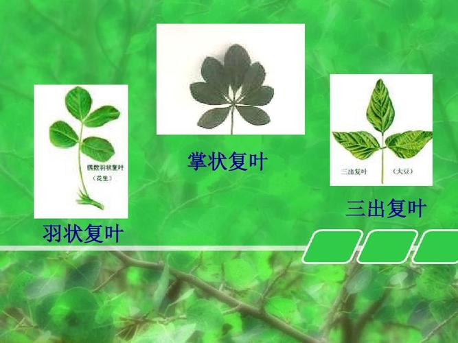 掌状复叶 三出复叶 羽状复叶