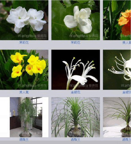 第7页 (共81页,当前第7页) 你可能喜欢 花卉名称图片大全 常见室内