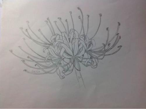 素描彼岸花图片大全